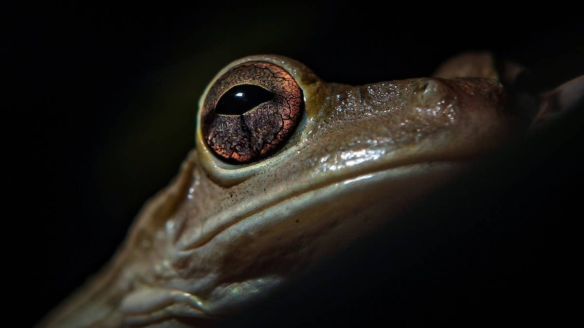 A Cuban tree frog is seen in Lake Worth, Fla., in 2010.