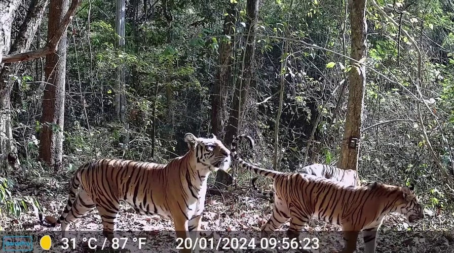 Tiger population in Thailand increases by 250%, says wildlife group