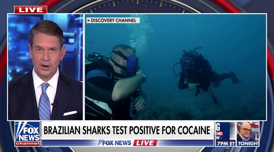 Scientists find sharks are ingesting cocaine