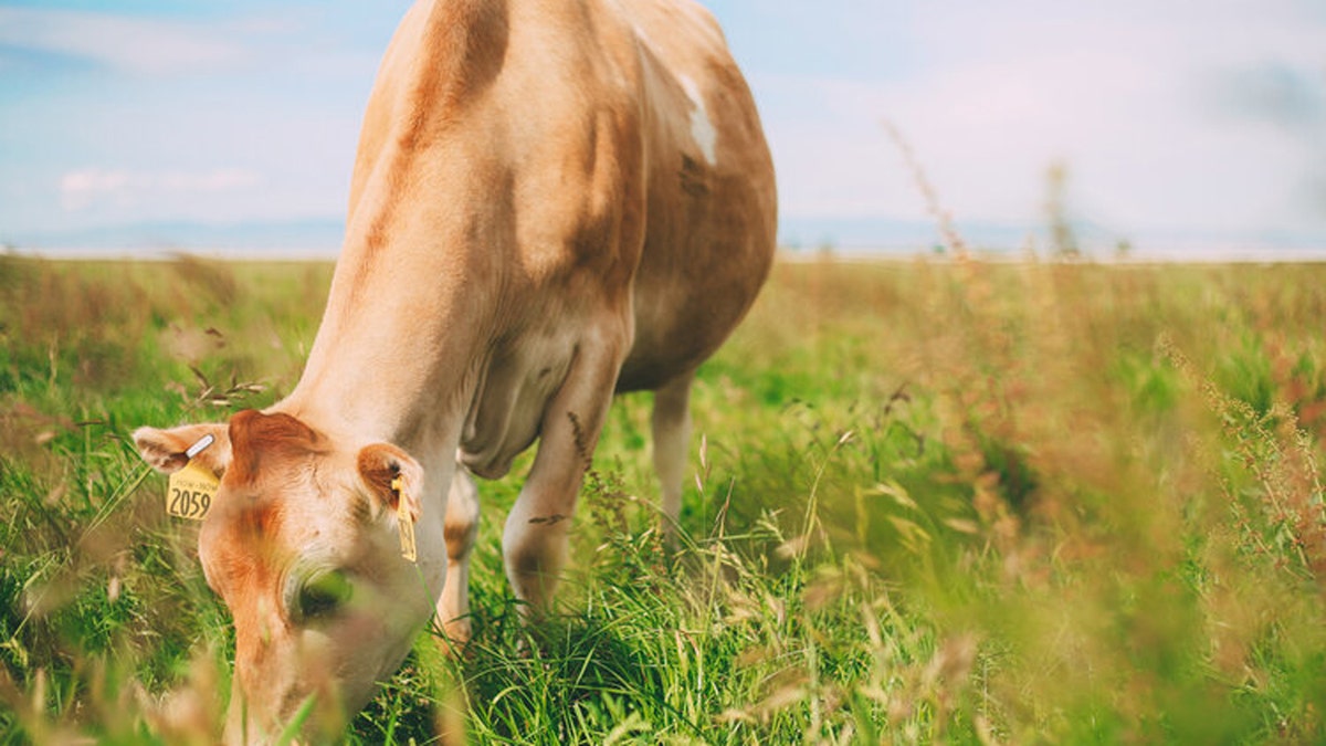 A cow with tags on its ears is seen grazing in a pasture at Raw Farm in Fresno County, California.