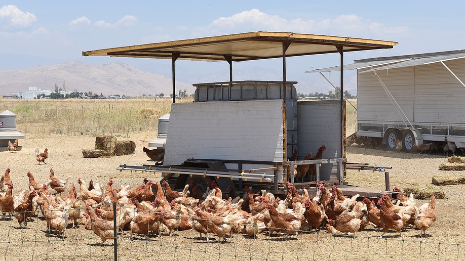 Chickens on Tulare County inmate farm