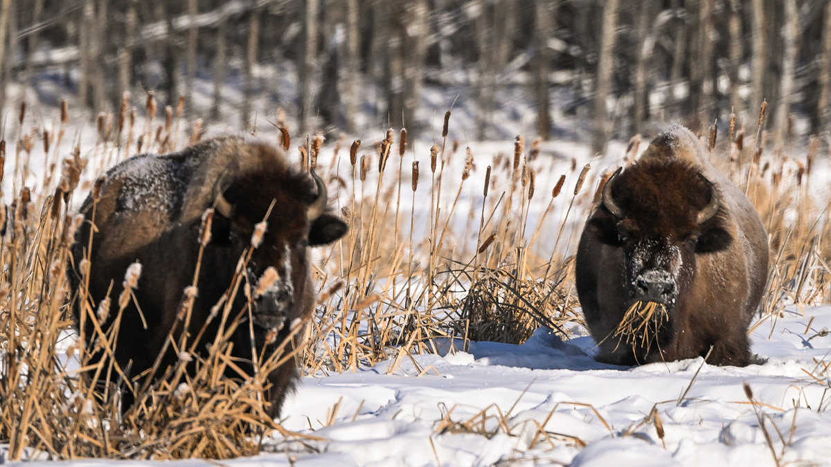 Bison in a field