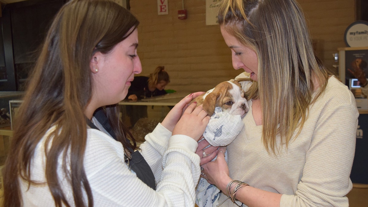 Stolen puppy is brought back to pet store