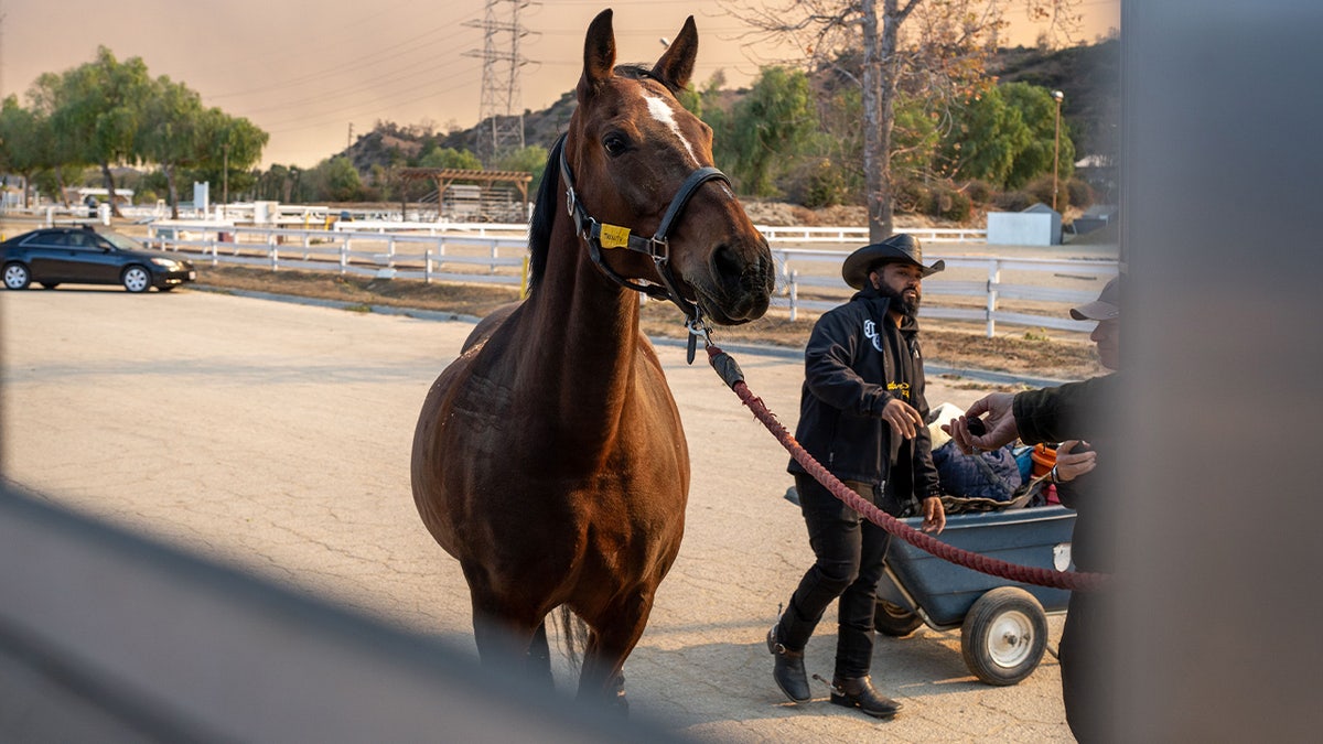 Horses