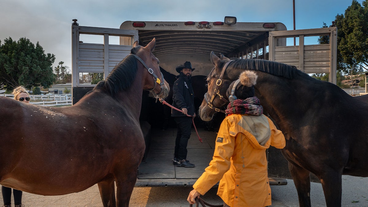 Randy Savvy with horses