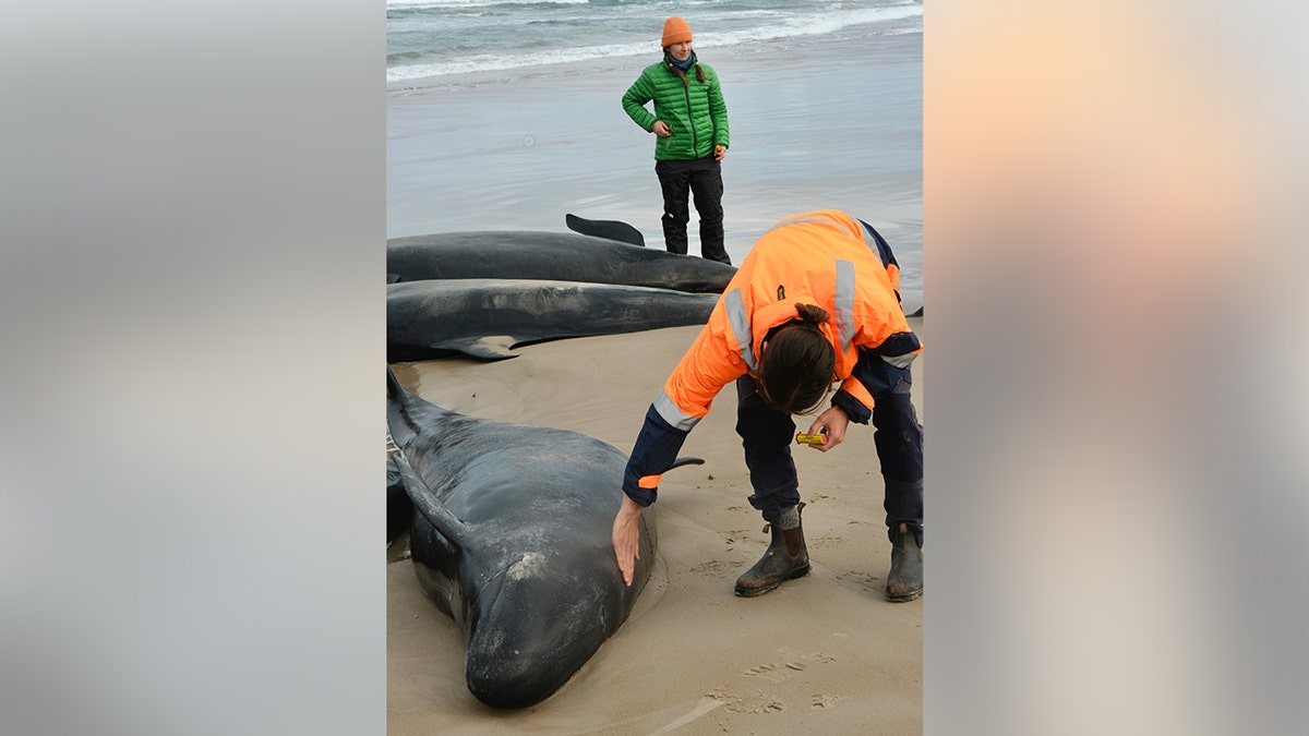 More than 150 false killer whales became stranded in Australia.