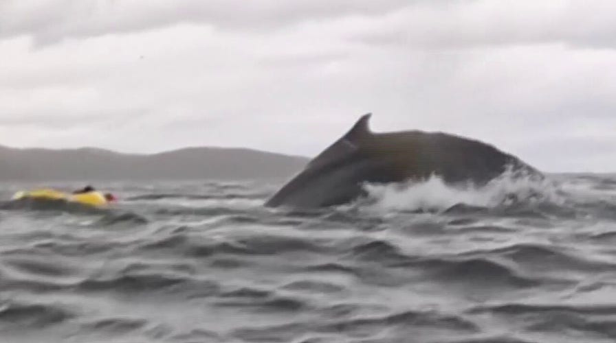 Video shows the moment a kayaker was briefly swallowed by a whale off Chile.