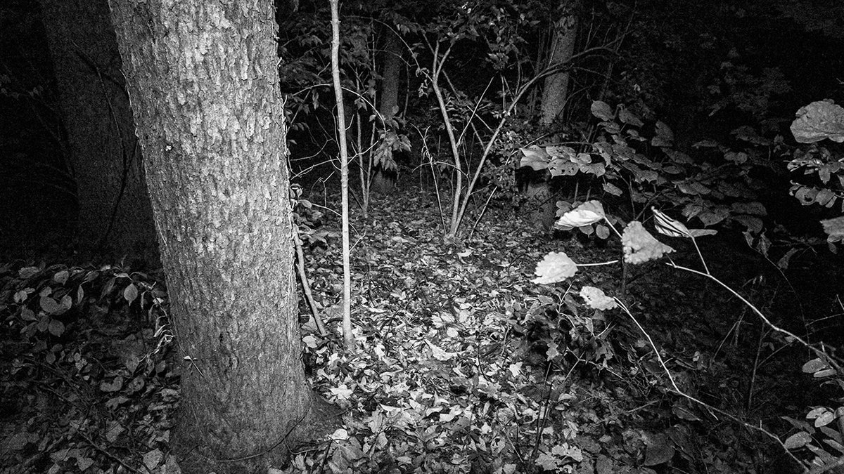 Black and white photo of the woods at Fox Hollow Farm