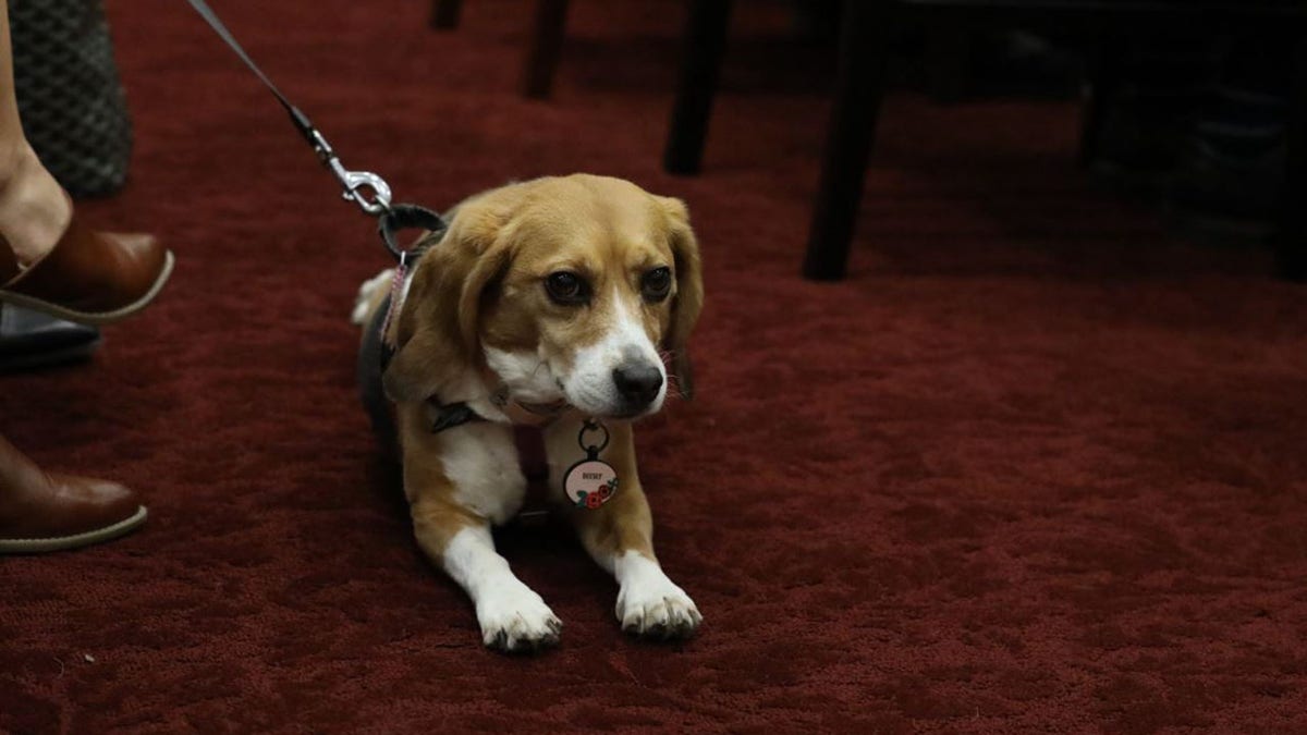 a beagles sitting on the floor