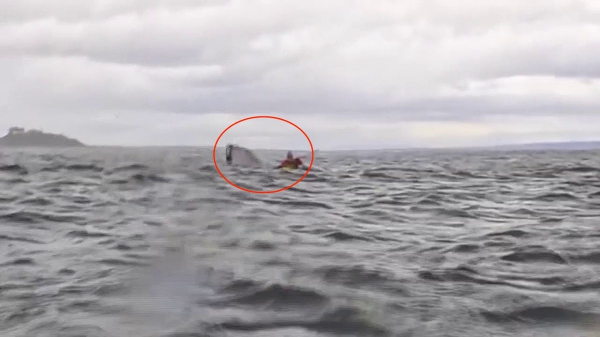 Kayaker is swallowed by humpback whale