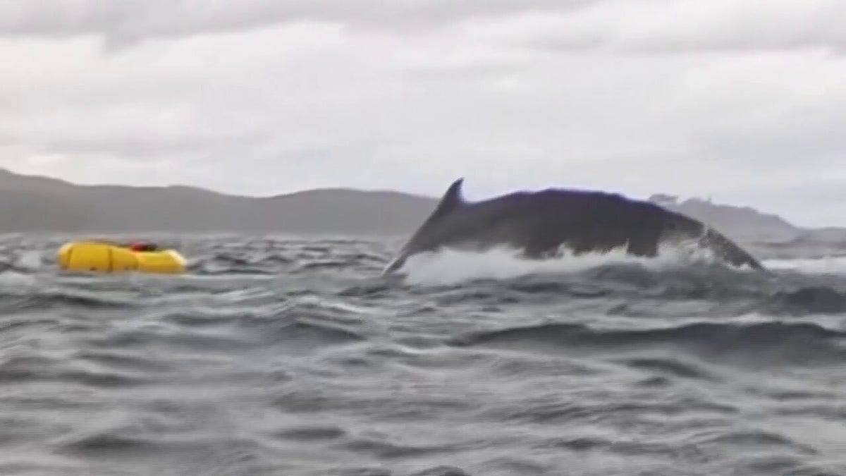 Humpback whale tail