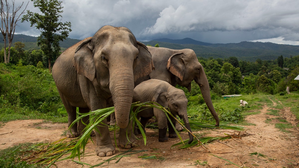 Elephants in herd