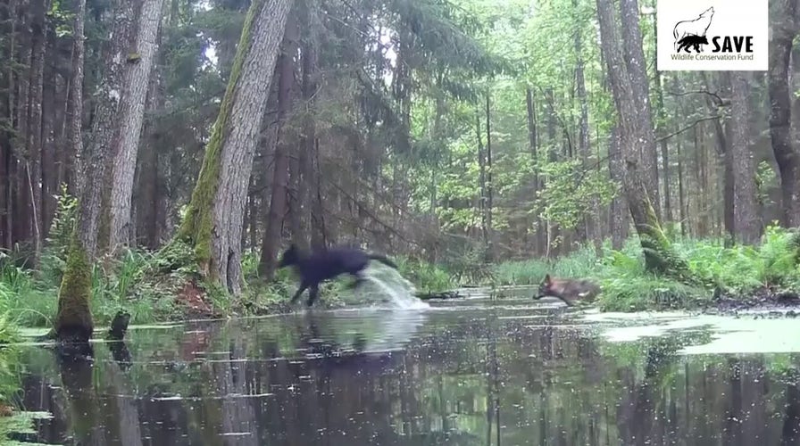 Two rare black wolves seen crossing stream in Polish forest