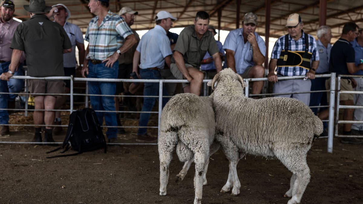 Farmers inspect show sheep 