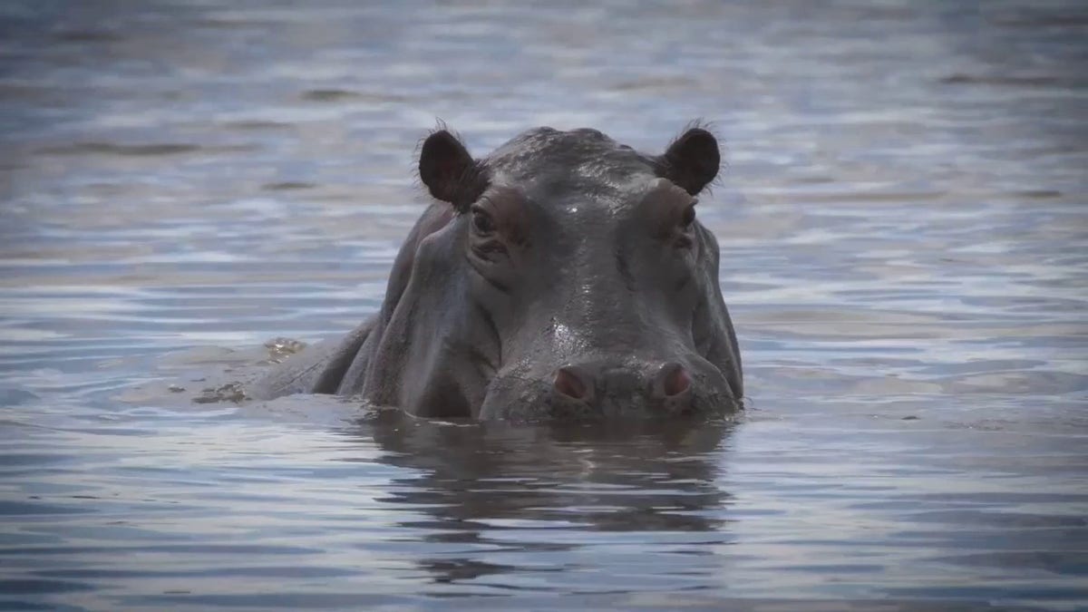 Colombian hippos