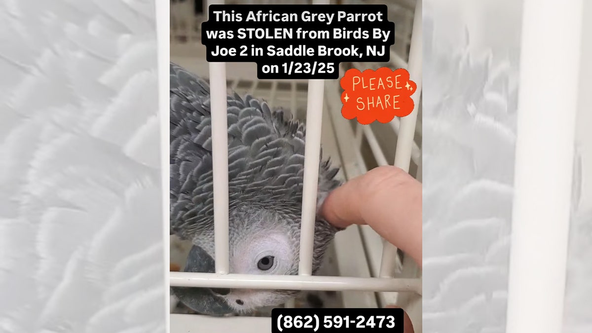 A thief stole a $7,000 African grey parrot from Birds By Joe 2 on Jan. 23.