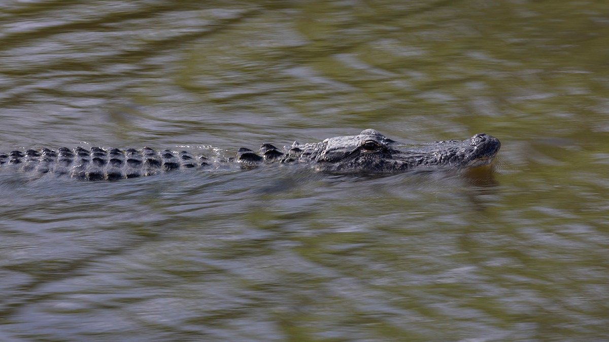 Florida alligator