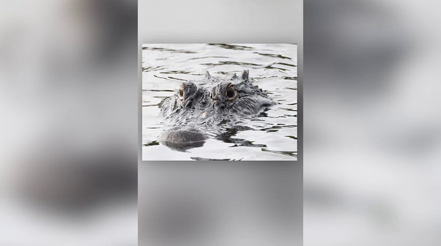 911 call details alligator attack