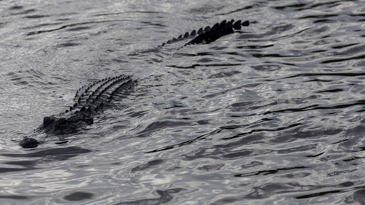 Alligator partially submerged in the water