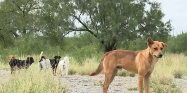 Lauree Simmons visited Eagle Pass, Texas to rescue dogs left behind by migrants entering the United States. 