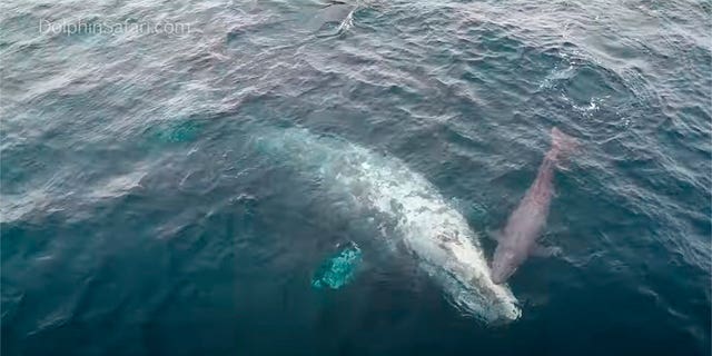 A gray whale snuggles with its calf shortly after giving birth in front of an amazed crowd off Dana Point, California, on Jan. 2, 2023. 