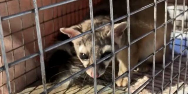 A ringtail cat was caught living in the shoe department of a Kohl's for three weeks.