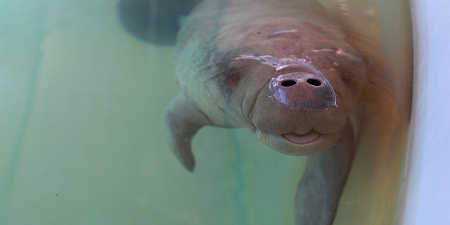 A rescued baby manatee was cared for in 2021 at SeaWorld Orlando. 