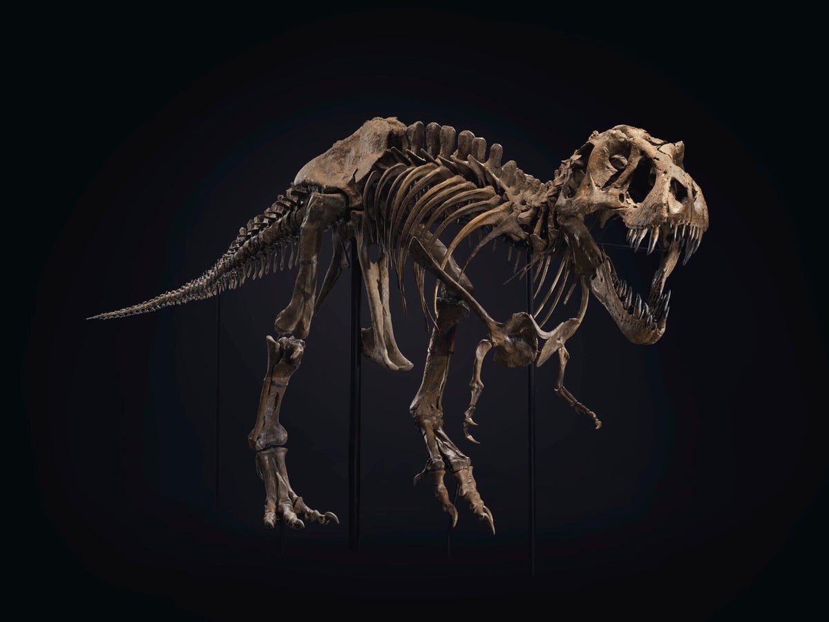 A T. rex skeleton.