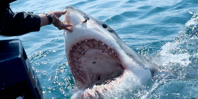 A great white shark baited by an animal guide