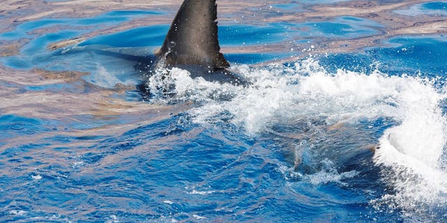 Great White Sharks seasonally gather off the coast of Guadalupe Island; divers dive inside cages off the boat Nautilus Explorer in order to safely swim with the sharks 