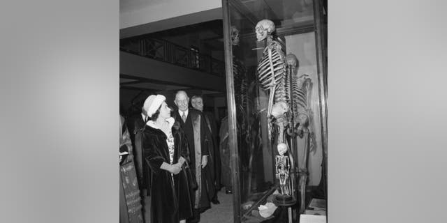 Queen Elizabeth views the skeleton of the Irish Giant, Charles Byrne, in the Hunterian Museum during her visit to the new buildings of the Royal College of Surgeons of England at Lincoln's Inn Fields, London.