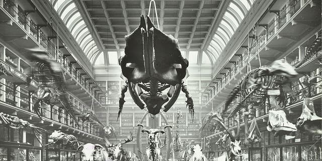 Animal skeletons at the Hunterian Museum in London, 1911.