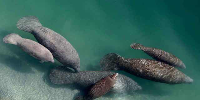 A group of manatees is pictured in polluted water in Fort Lauderdale, Florida, on Dec. 28, 2010. Wildlife officials said on Jan. 4, 2023, that more than six dozen threatened manatees are currently in rehabilitation centers in Florida and elsewhere amid a starvation problem caused by water pollution. 