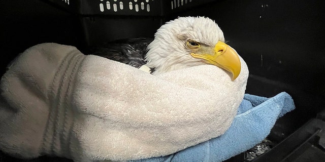 In this undated photo provided by The Raptor Center, a bald eagle likely poisoned by scavenging the carcasses of euthanized animals that were improperly disposed of at a Minnesota landfill is seen at the University of Minnesota Raptor Center, in Minneapolis. As of Monday, all surviving eagles have been released by the university.