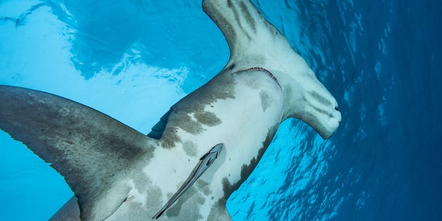 A great hammerhead shark (Sphyrna mokarran) swimming close to the surface on Dec. 24, 2007 in Bimini, Bahamas, Caribbean Sea.