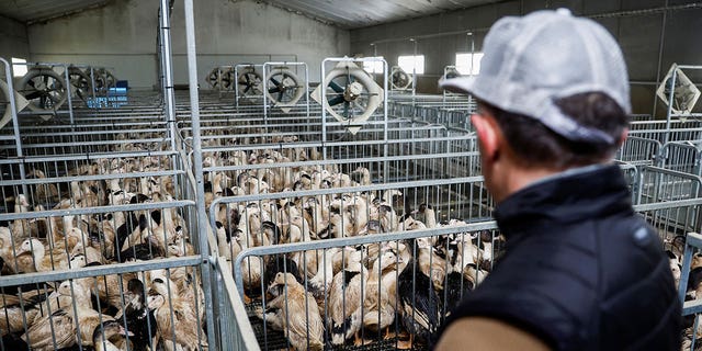 A farmer looks at ducks at a poultry farm in Castelnau-Tursan, France, on Jan. 24, 2023. 