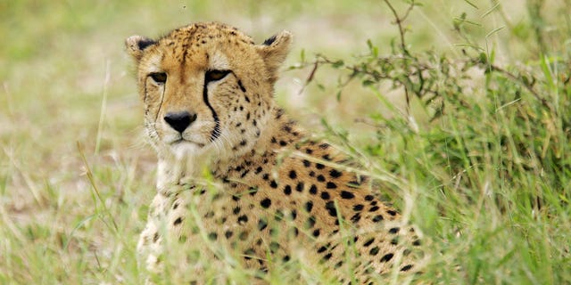 A dozen cheetahs will be reintroduced to India from South Africa. Pictured: A cheetah lifts its head from a nap on March 21, 2009, in Kruger National Park in South Africa.