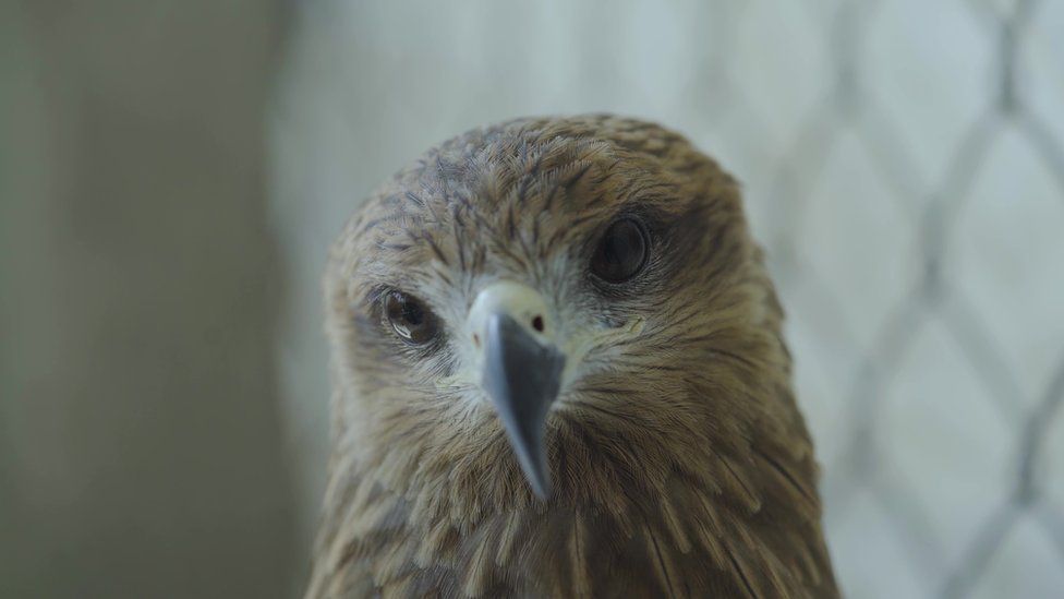 Injured kite