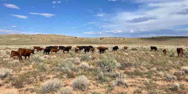 A photograph taken by local rancher Chris Heaton shows cattle grazing on the land impacted by Biden's national monument designation Tuesday.