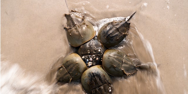 Horseshoe Crabs 