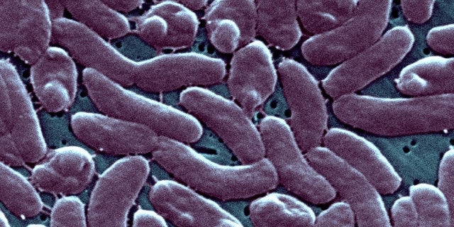 Vibrio Vulnificus