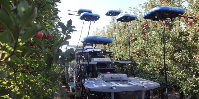 Group of robots among fruit trees