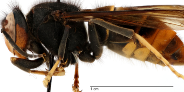 yellow-legged hornet found in Georgia
