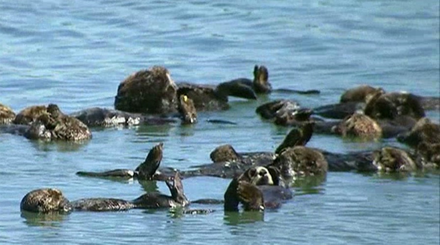 Scientists launch massive study to save sea otters