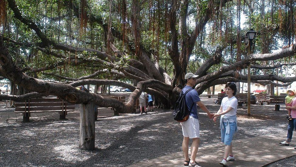 Lahaina banyan tree