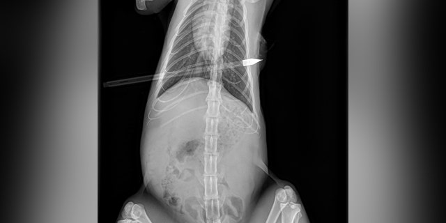 x-ray of cat with arrow through it