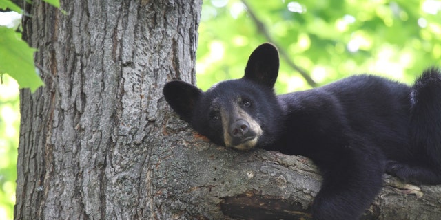 Stock image of a black bear cub in Canada