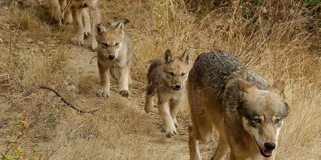 gray wolf leads four pups 