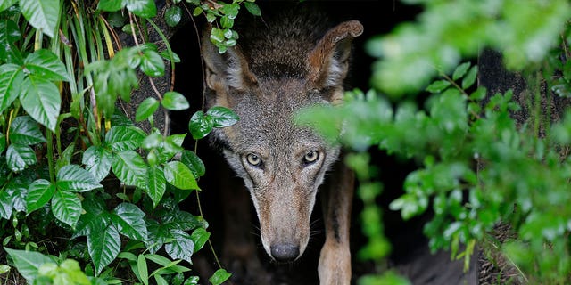 red wolf