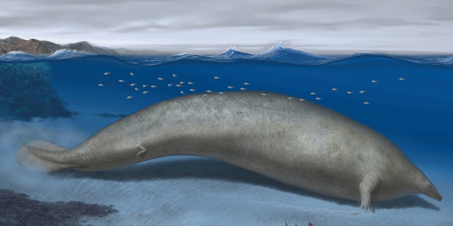 An illustration of the whale